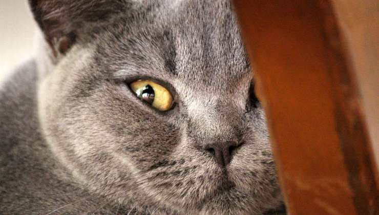 occhi gatto certosino per valutazione sindrome di Horner 