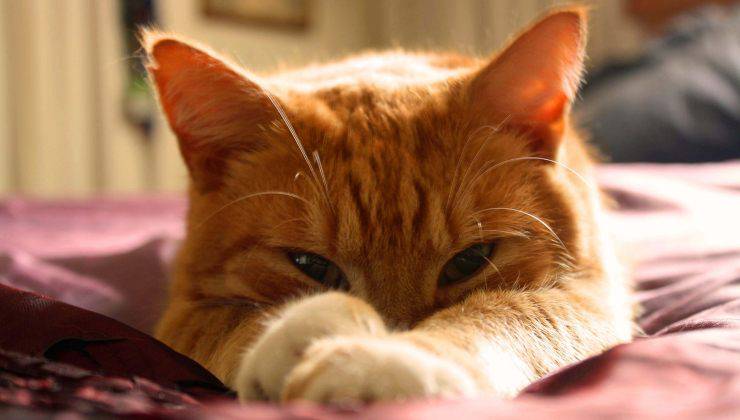 Occhi gatto rosso con terza palpebra evidente 