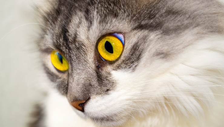 Occhi del gatto con probabile sindrome di Haw 