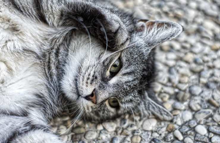 Occhi di gatto la storia