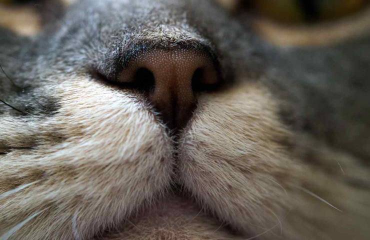 Anche i gatti si annusano il sedere