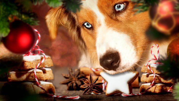 Cane mangia biscotto di Natale composto da chiodi di garofano