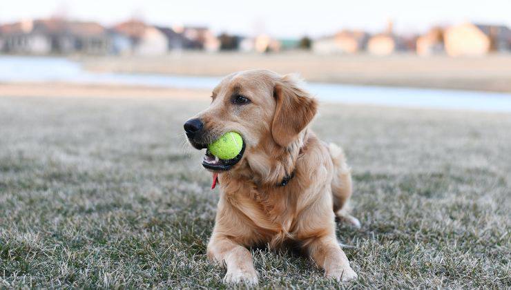 Cane beige ha la pallina da tennis in bocca che è pericolosa per lui