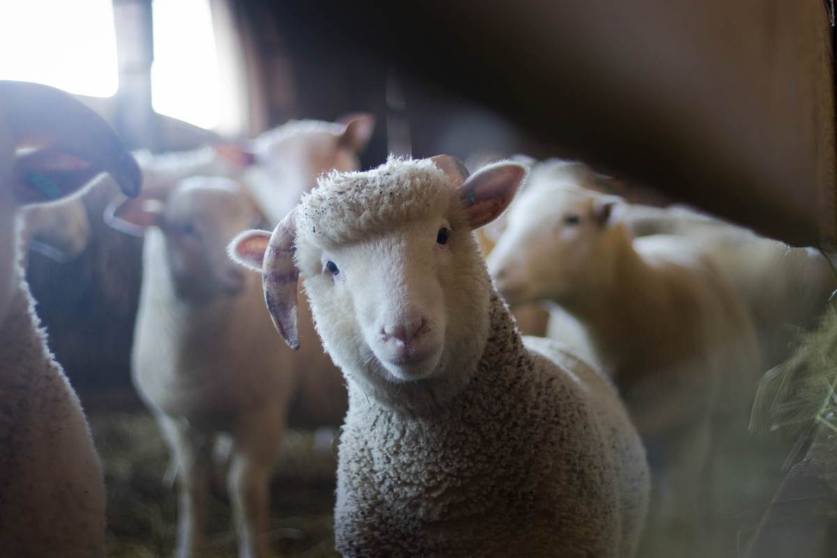 pecore in grado di ridurre lo stress