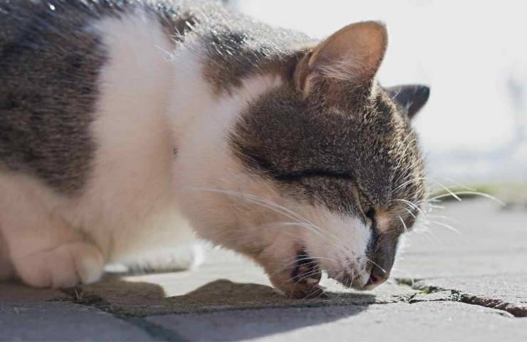 Alcune volte il gatto può vomitare le crocchette