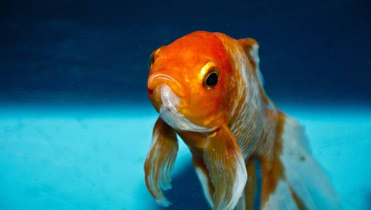Pesce rosso nell'acqua da cambiare 