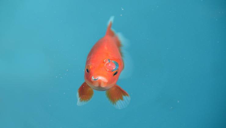 pesciolino rosso 