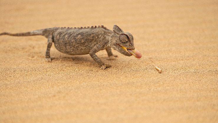 cibo per il camaleonte 