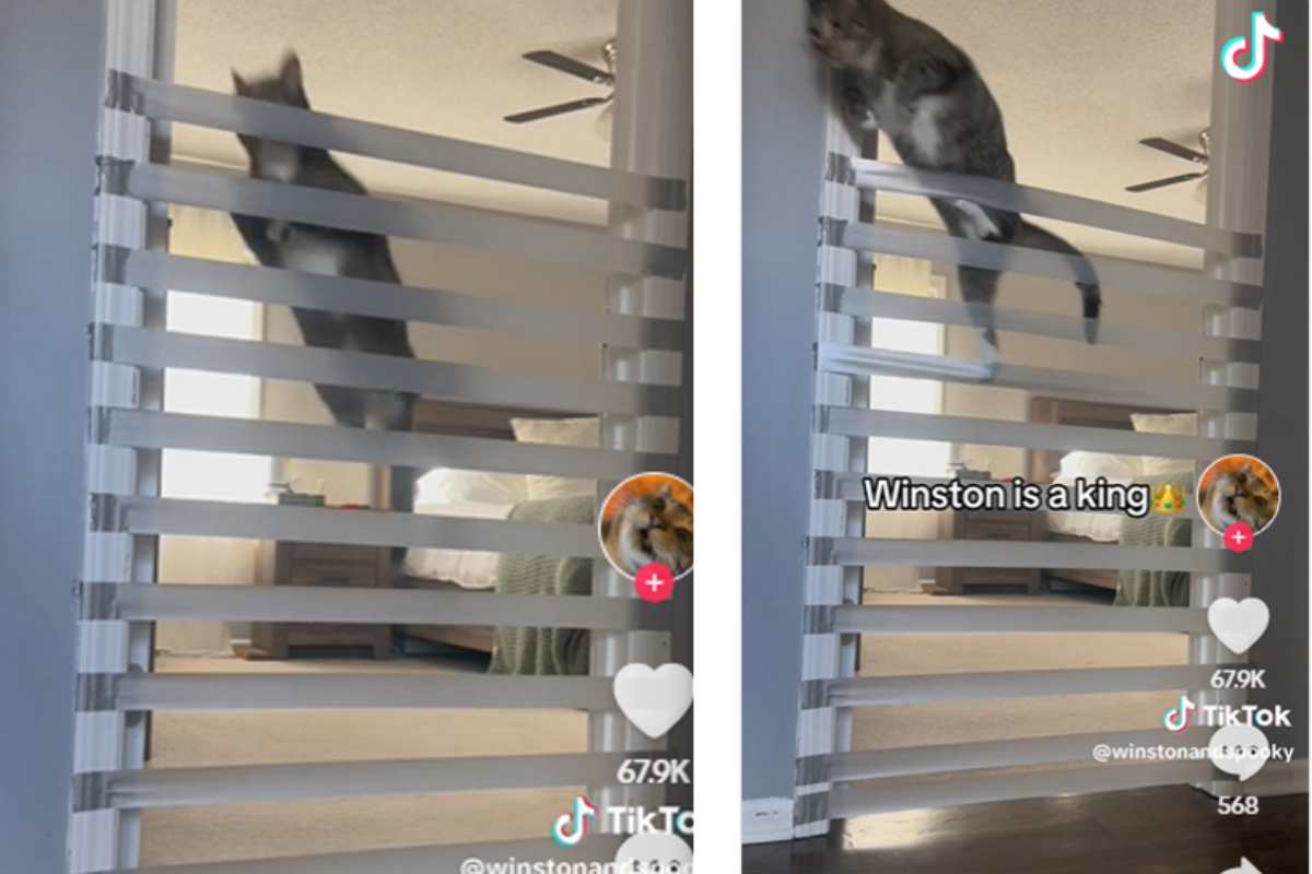 la sfida di abilità dimostra l'agilità del gatto