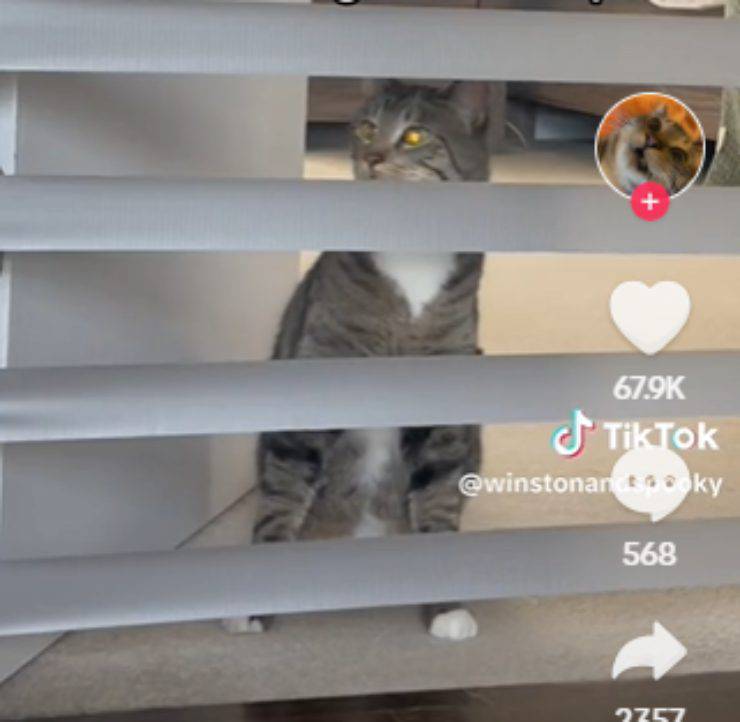 la sfida di abilità dimostra l'agilità del gatto