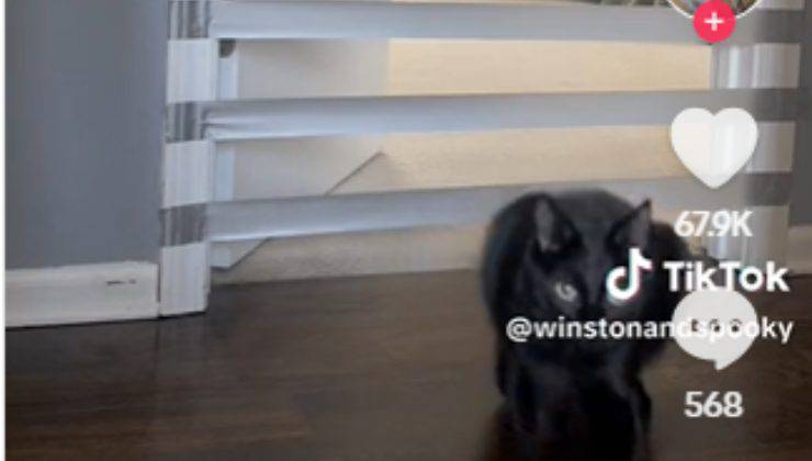 la sfida di abilità dimostra l'agilità del gatto