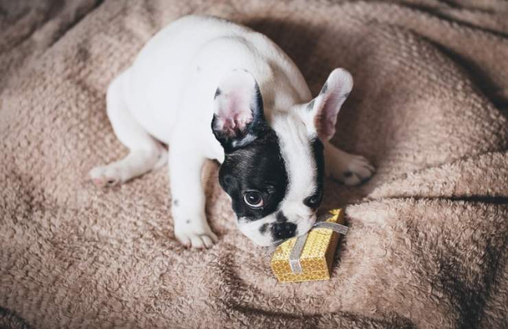 A Natale vuoi regalare un cucciolo