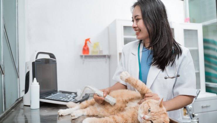 veterinaria controlla la pancia del gatto