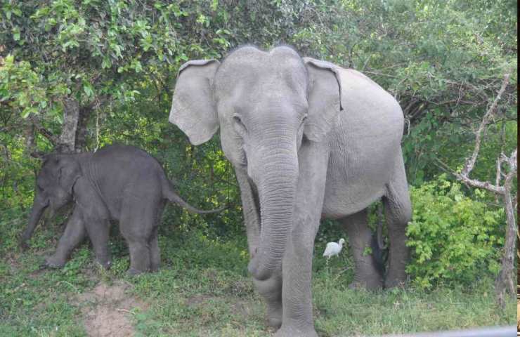 Nato il primo elefante maschio senza zanne