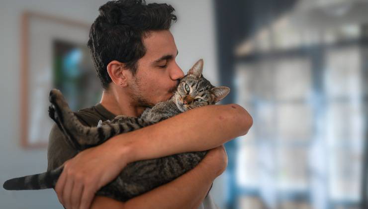 Gatto grigio nelle braccia di un uomo che lo bacia