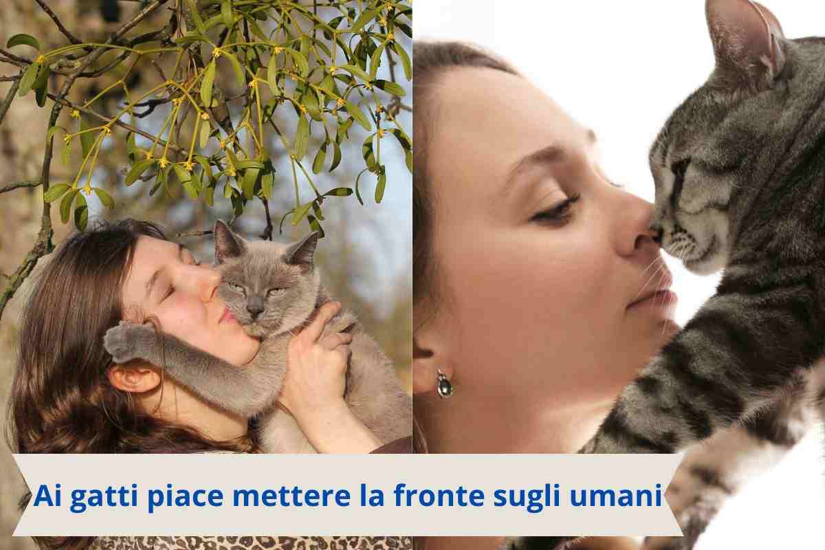 Fare testa a testa col gatto