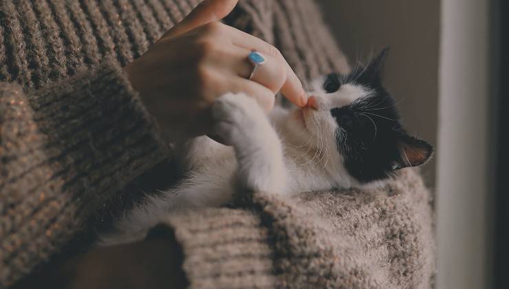 Gatto in braccio ad una donna che lo culla gli dà le zampate