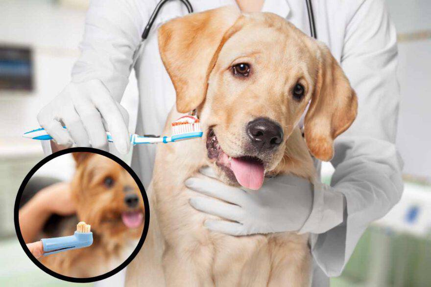 pulizia dei denti per evitare alitosi nel cane