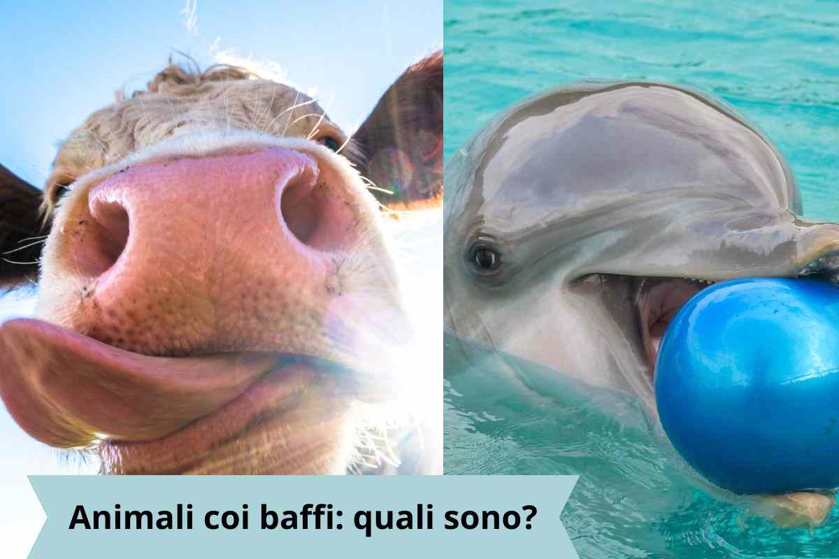 Mucca e delfino 