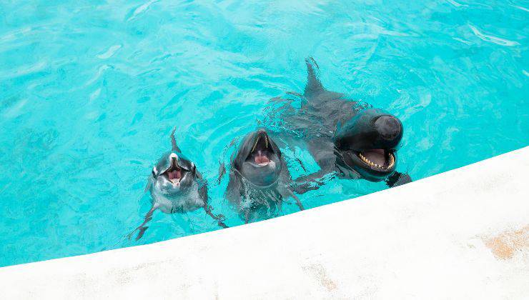 Delfini nell'acqua insieme ad un cucciolo di balena