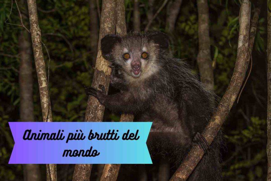 Gli animali più brutti del mondo: ecco la classifica dei primi 5