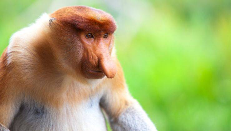 Scimmia nasica una scimmia con il naso lungo che appartiene alla classifica degli animali più brutti del mondo