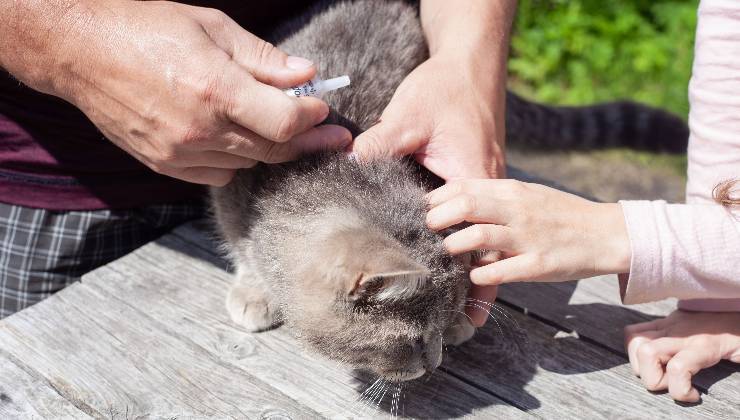 antiparassitario per il gatto