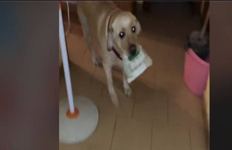 Il suo padrone si fa male ed il gesto del labrador