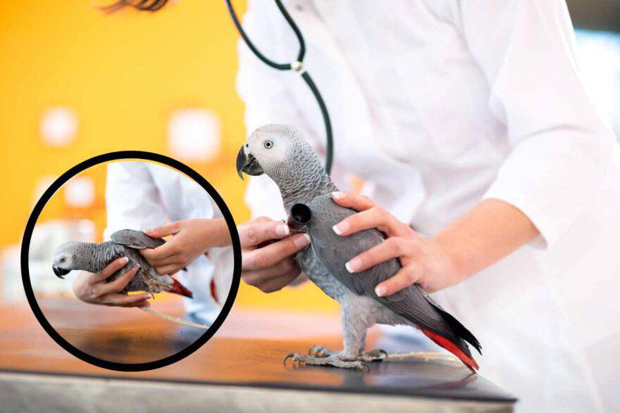 pappagallo dal veterinario