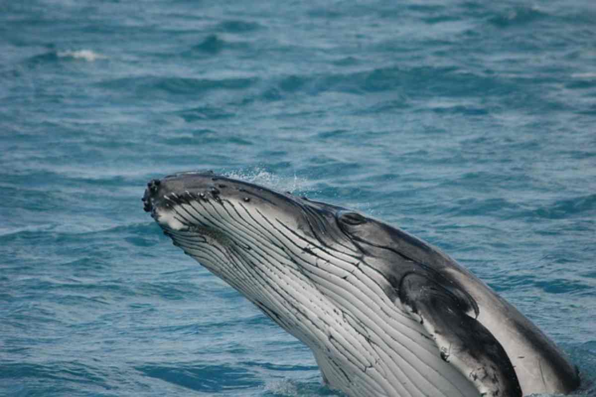 Rendere le balene ambasciatori dell'oceano