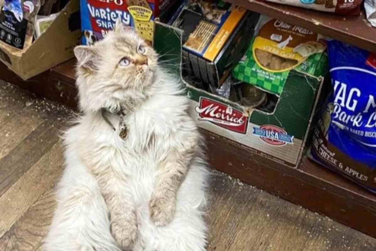 Un "Bodega Cat" in mezzo agli scaffali del supermercato