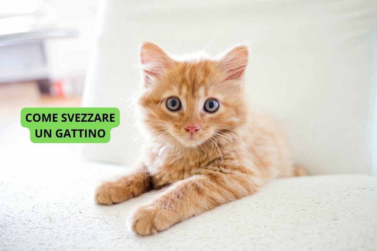 gattino da svezzare