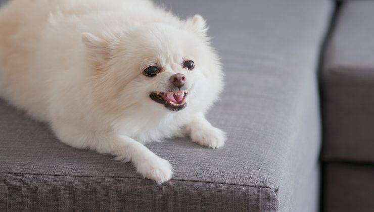 Cane bianco sul divano grigio che abbaia immobile