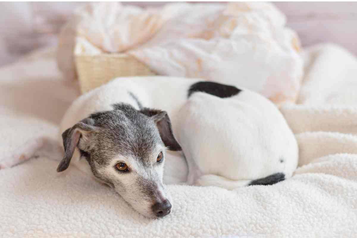 Il tuo cane anziano non smette di tremare