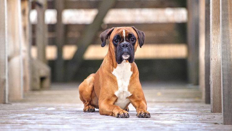 cane muso schiacciato non respira bene