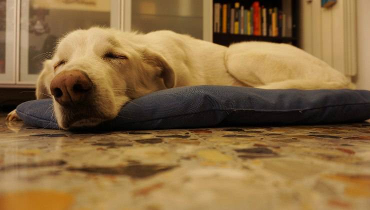cane che dorme su cuscino