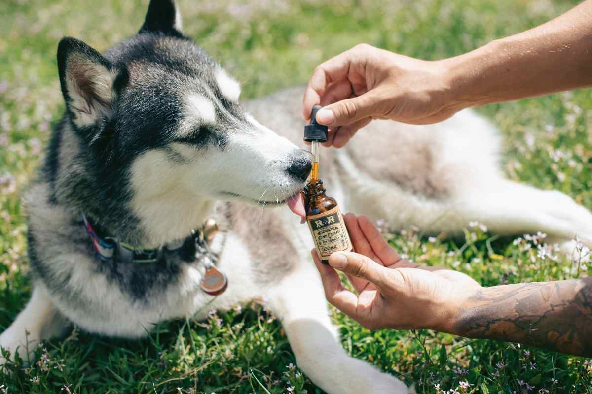 cane prende la medicina