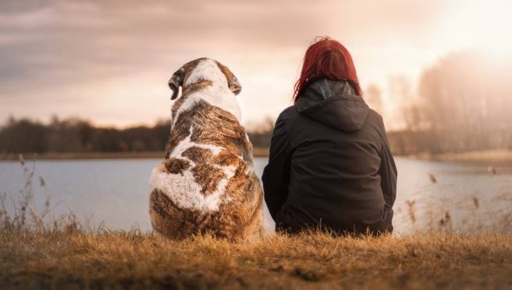 Cane a chiazze seduto di spalla con vista lago di fianco alla sua umana 