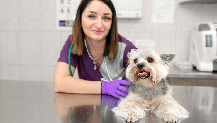 Cane dal veterinario per un controllo per capire perché fa la pipì sulle cose del suo umano
