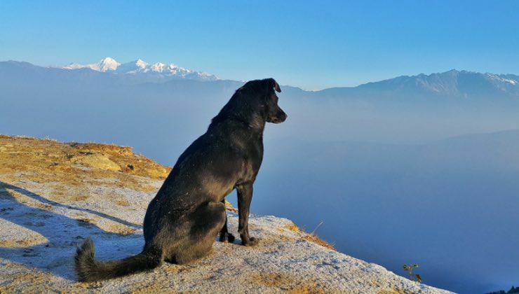 Un cane nero su una rupe di montagna durante l'inverno 