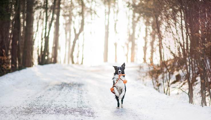 Un cane bianco e nero corre con il guinzaglio sulla neve in inverno 