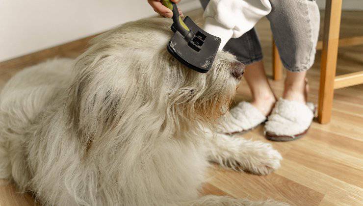 Donna spazzola il cane che perde il pelo in inverno