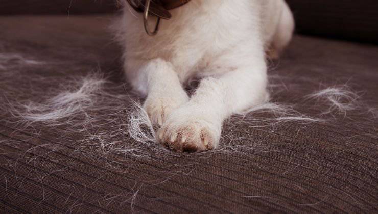 Cane perde il pelo sul divano