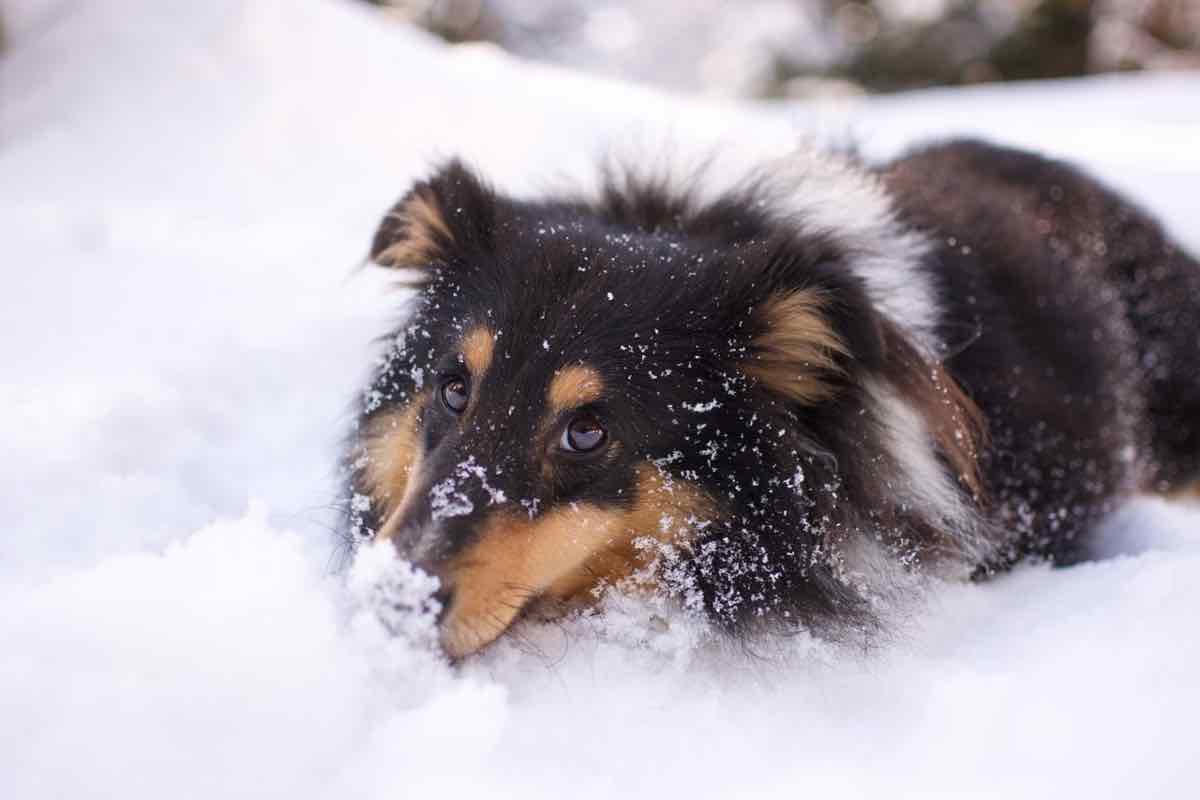 Un cane che gioca con la neve in inverno