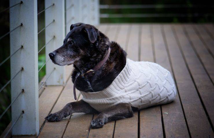 Il tuo cane anziano non smette di tremare