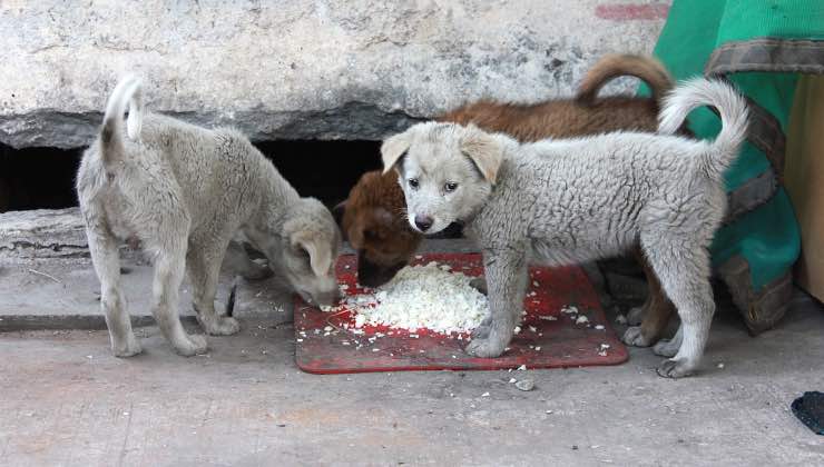 Porzione unica di riso per cani senza dimora 