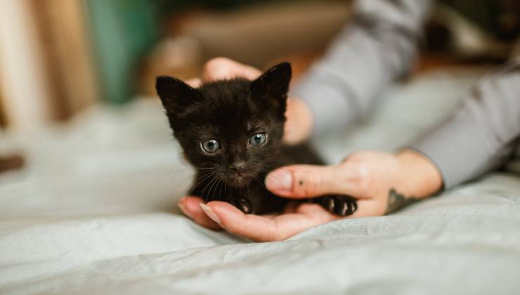 Piccolo gatto nero in una mano per scoprire se maschio o femmina