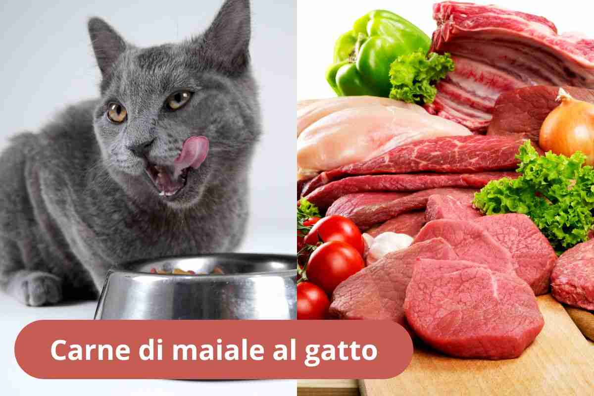 Gatto che mangia e carne
