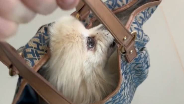 La cagnolina si affaccia dalla borsa che indossa la sua mamma