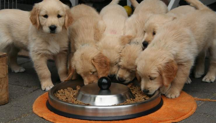 Piccoli cani attorno a un'unica ciotola per mangiare le crocchette senza riso 